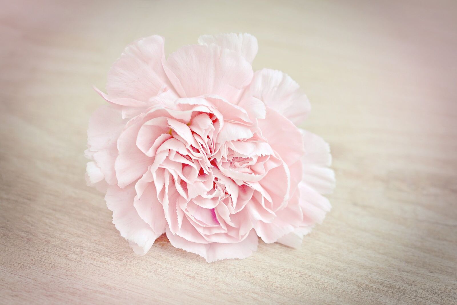 Nikon D7100 sample photo. Flower, carnation, blossom photography