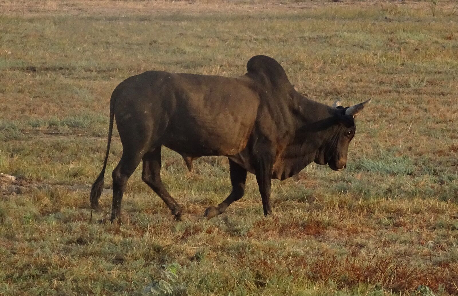 Sony Cyber-shot DSC-HX90V sample photo. Bull, ox, bovine photography