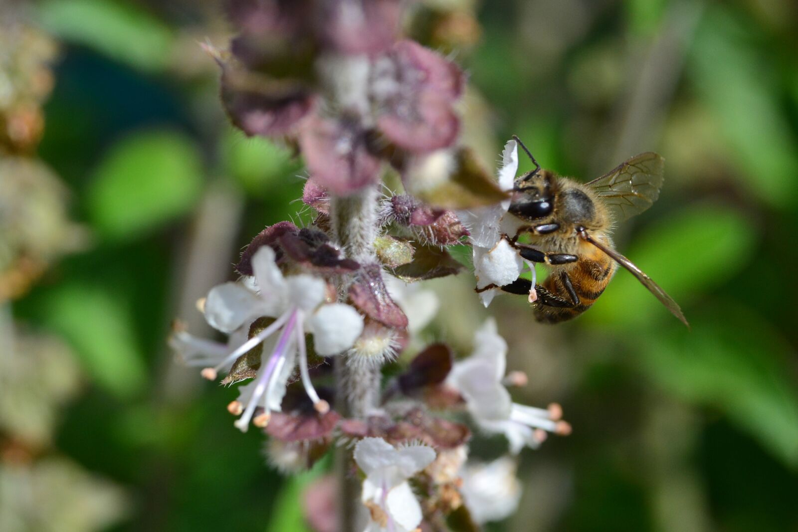 Nikon D5200 sample photo. African, honey bee, apis photography