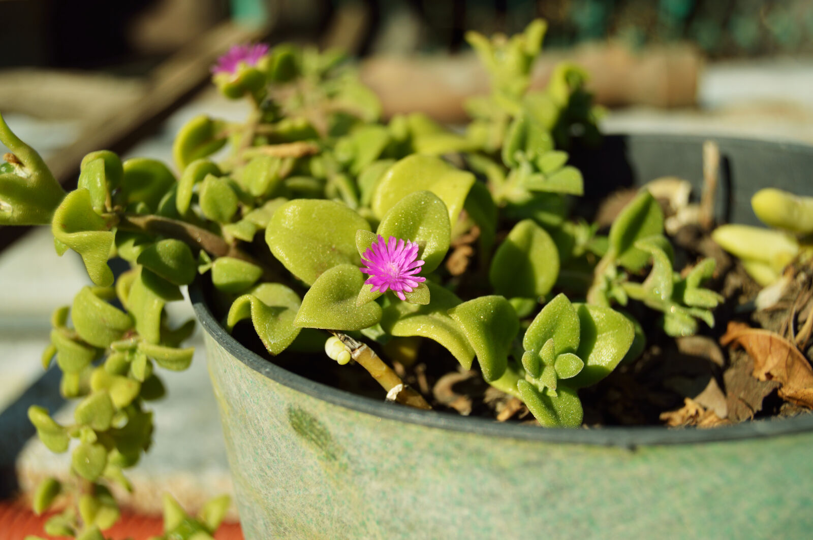 Nikon D3200 sample photo. Blur, close, up, colors photography
