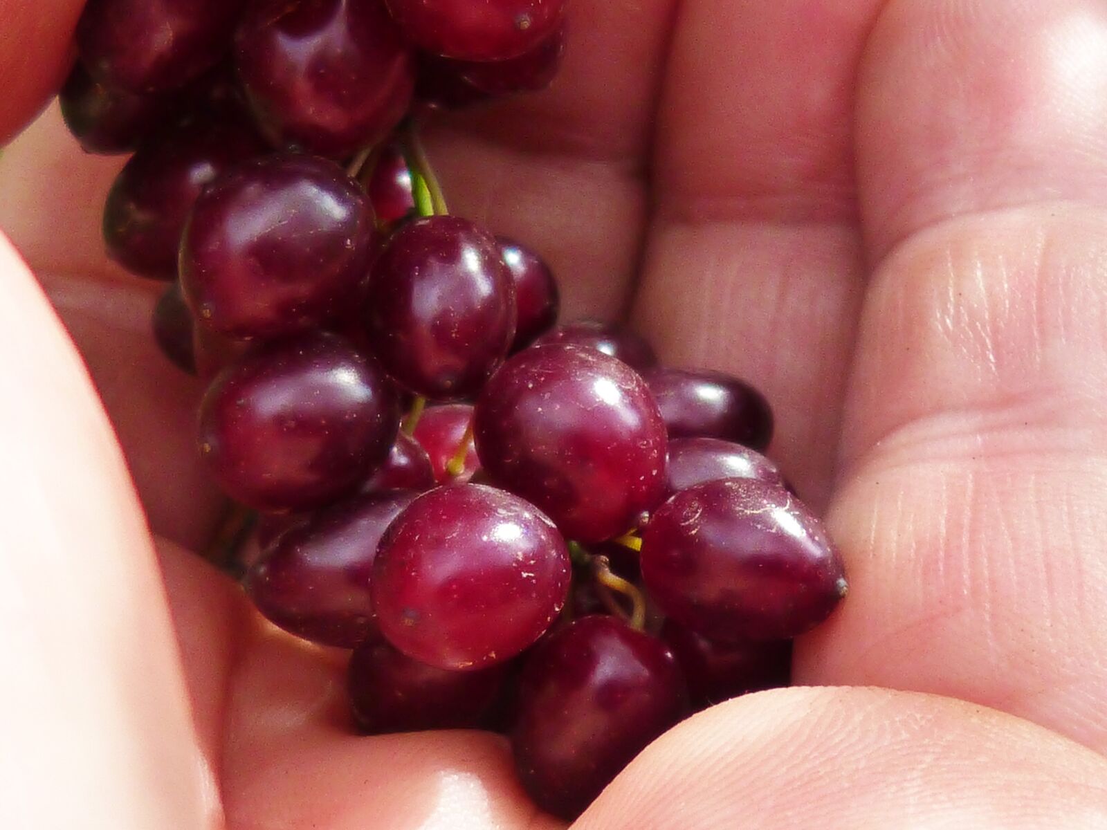 Panasonic DMC-FZ62 sample photo. Berries, hand, macro photography