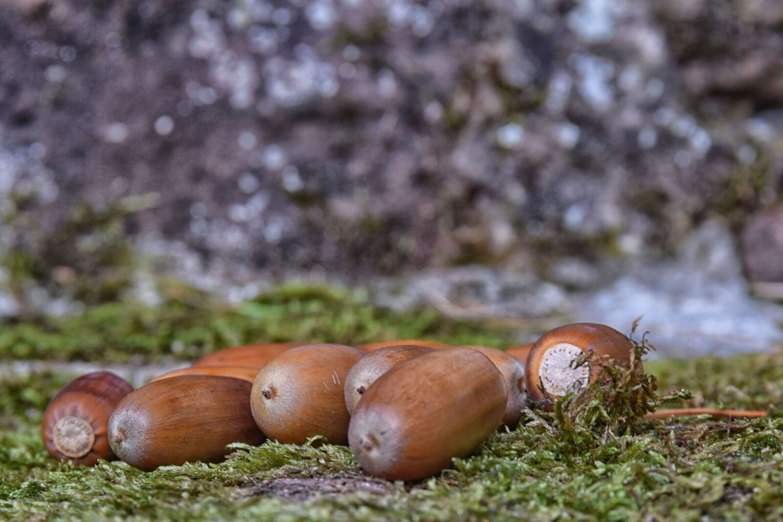 Nikon D5300 sample photo. Acorns, autumn, nature photography
