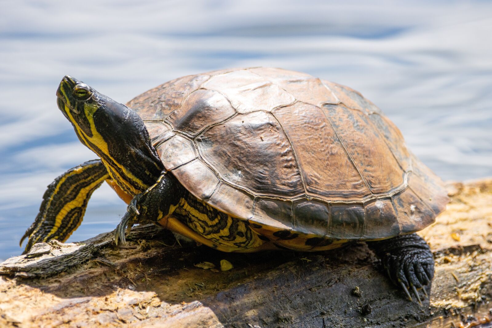 150-600mm F5-6.3 DG OS HSM | Contemporary 015 sample photo. Turtle, sun, water photography