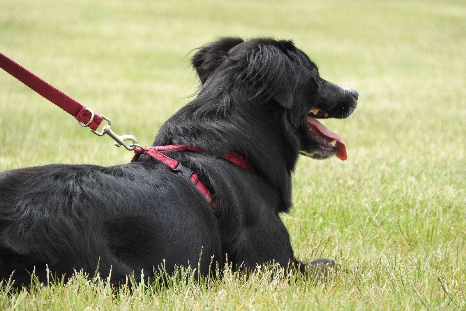 Nikon Coolpix P610 sample photo. Dog, guide, harness photography