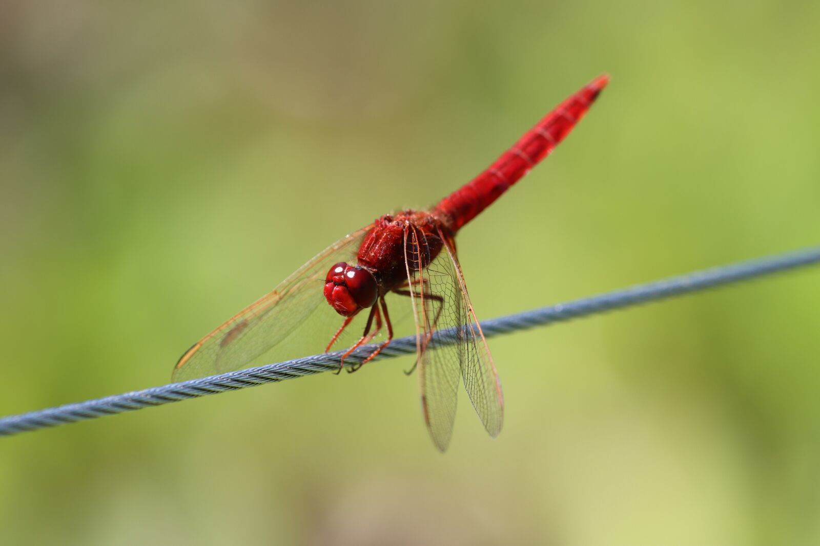 Canon EOS 90D sample photo. Dragonfly, insect, nature photography