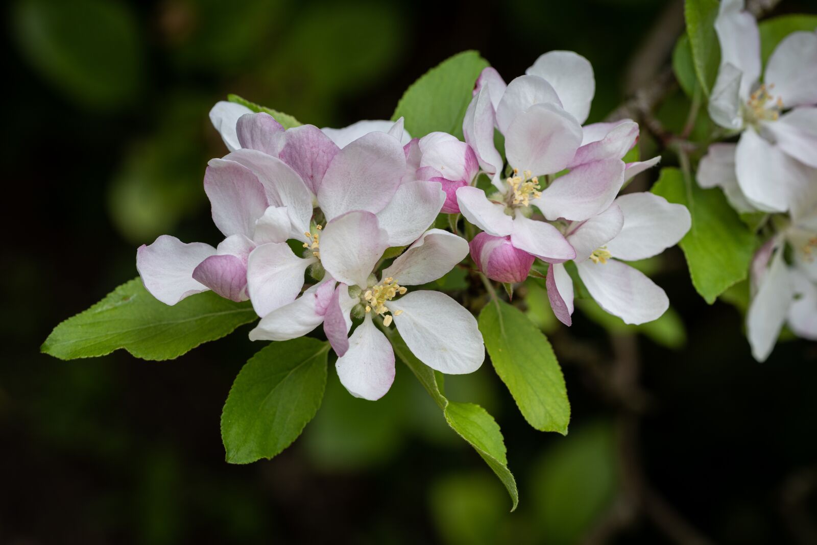 Nikon D810 sample photo. Apple blossom, flowers, spring photography