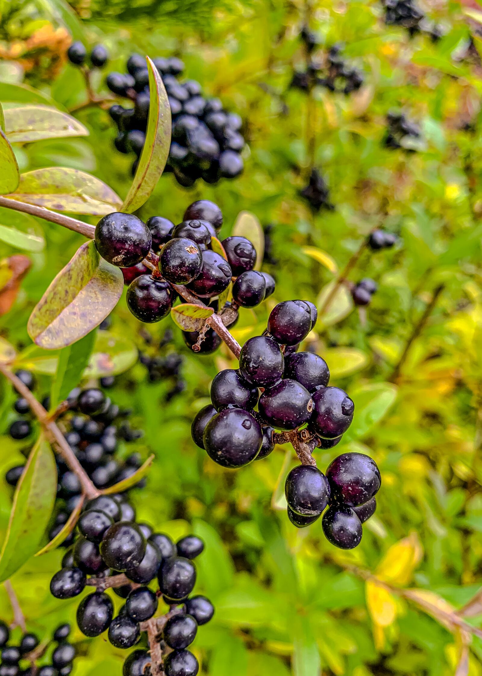 Apple iPhone XS sample photo. Autumn, fruit, in the photography