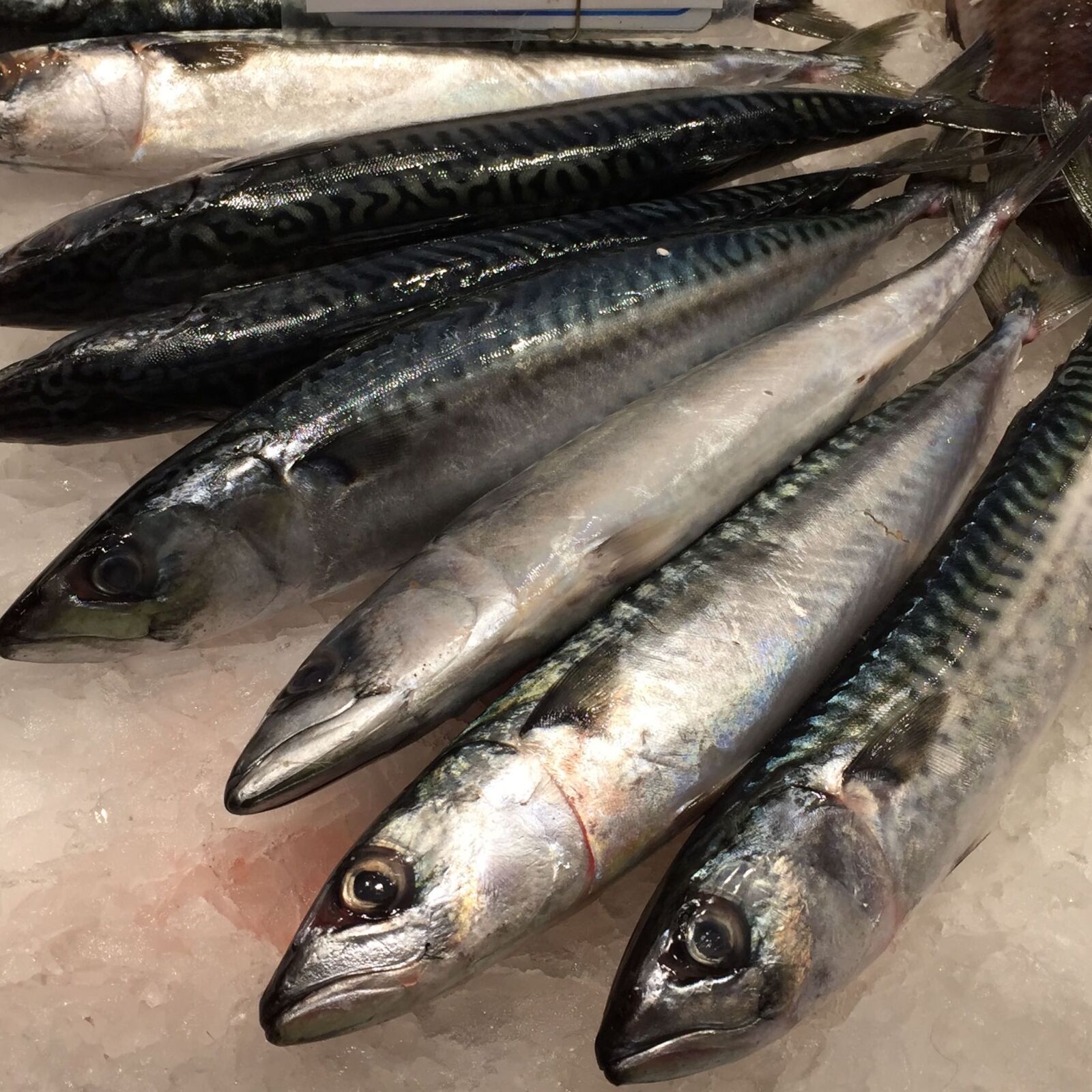 iPhone 6 back camera 4.15mm f/2.2 sample photo. Fish, mackerel photography