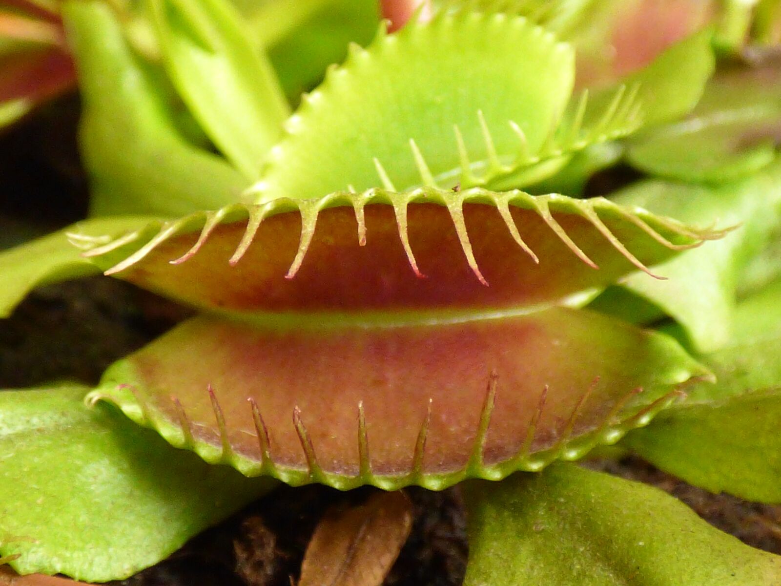Panasonic DMC-FZ72 sample photo. Carnivorous plant, dionaea, flower photography
