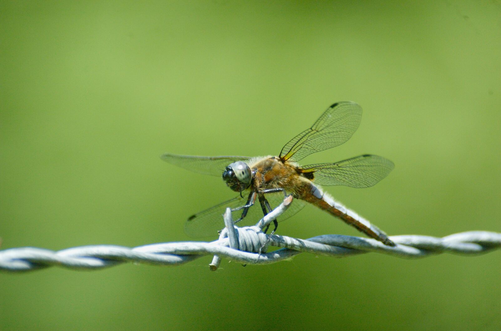 Nikon D70 sample photo. Small blue arrow, dragonfly photography