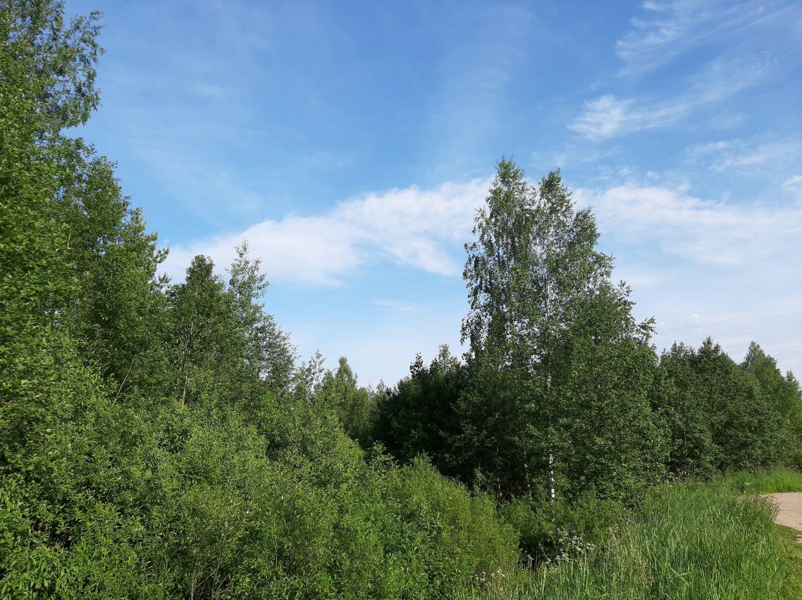 Samsung Galaxy A50 sample photo. Sky, forest, tree photography