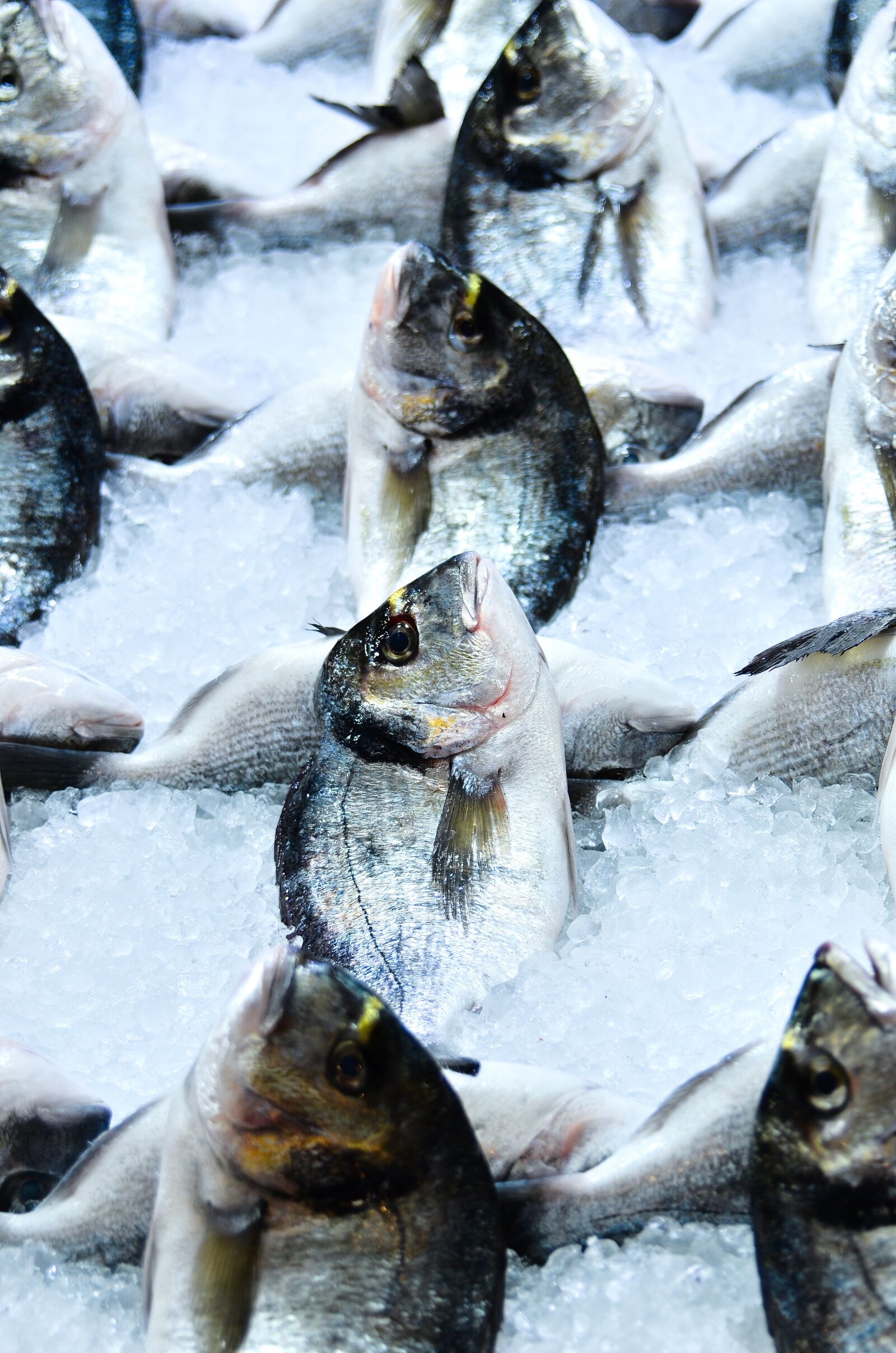 Nikon D7000 sample photo. Food, meat, fish photography