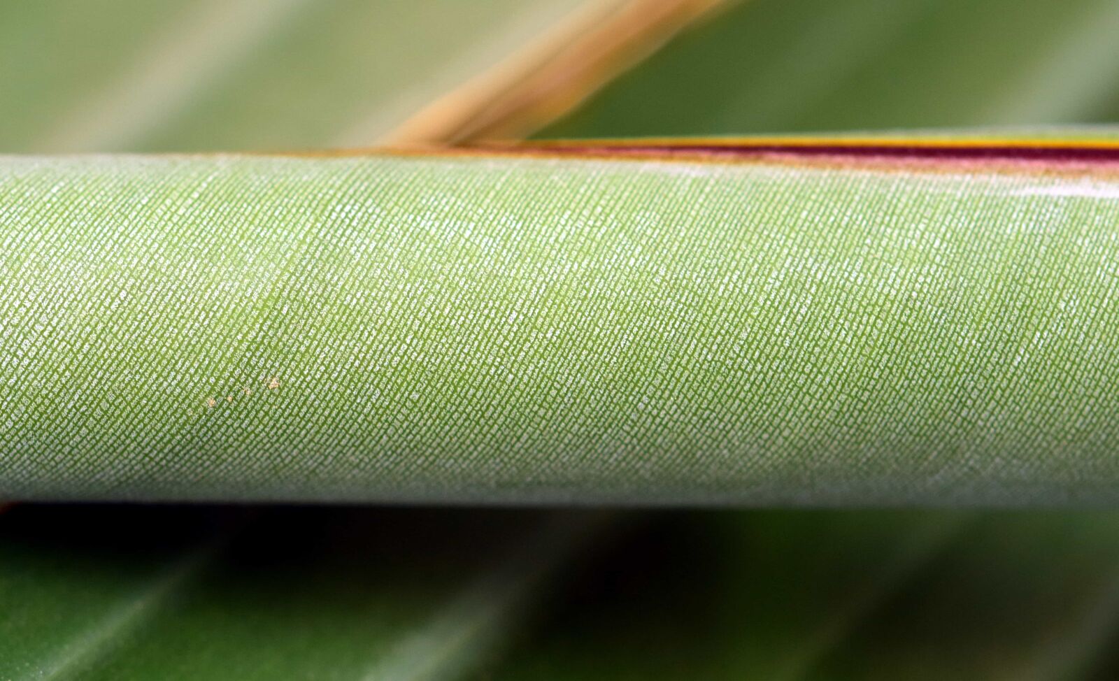 Nikon D3300 sample photo. Macro, herb, detail, nature photography