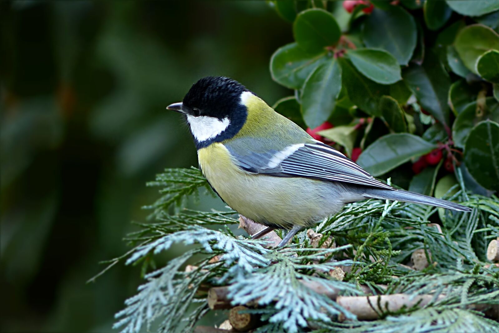 Panasonic Lumix DMC-FZ200 sample photo. Bird, songbird, tit photography