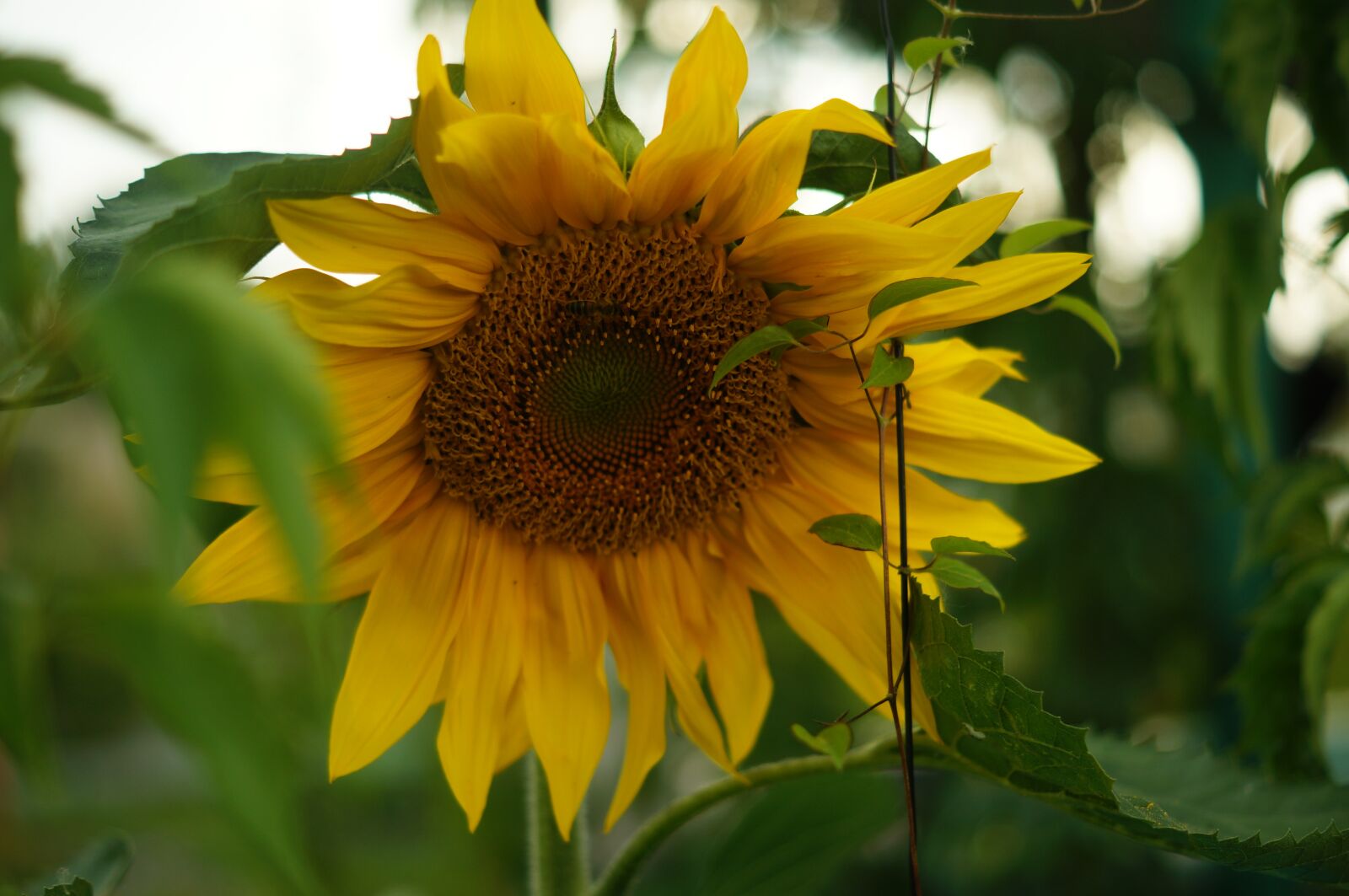 Sony DT 50mm F1.8 SAM sample photo. Sunflower, summer, flower photography