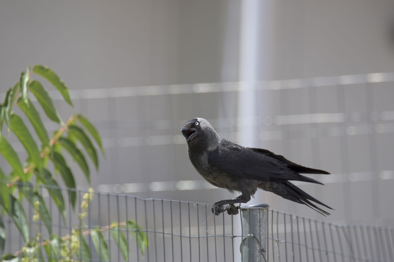 Nikon D7200 sample photo. Corvus cornix, play, bird photography