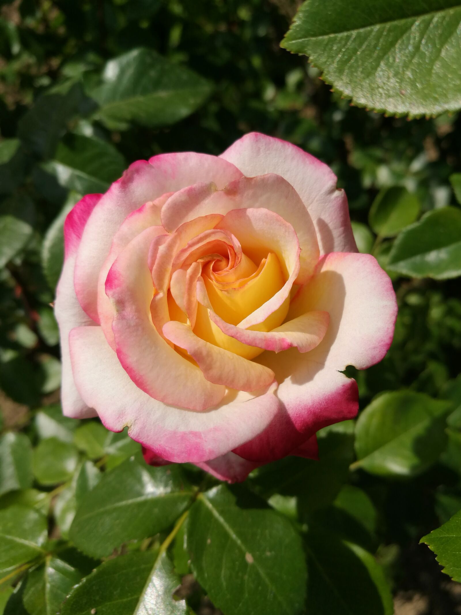 HUAWEI P9 sample photo. Pink rose, macro, summer photography
