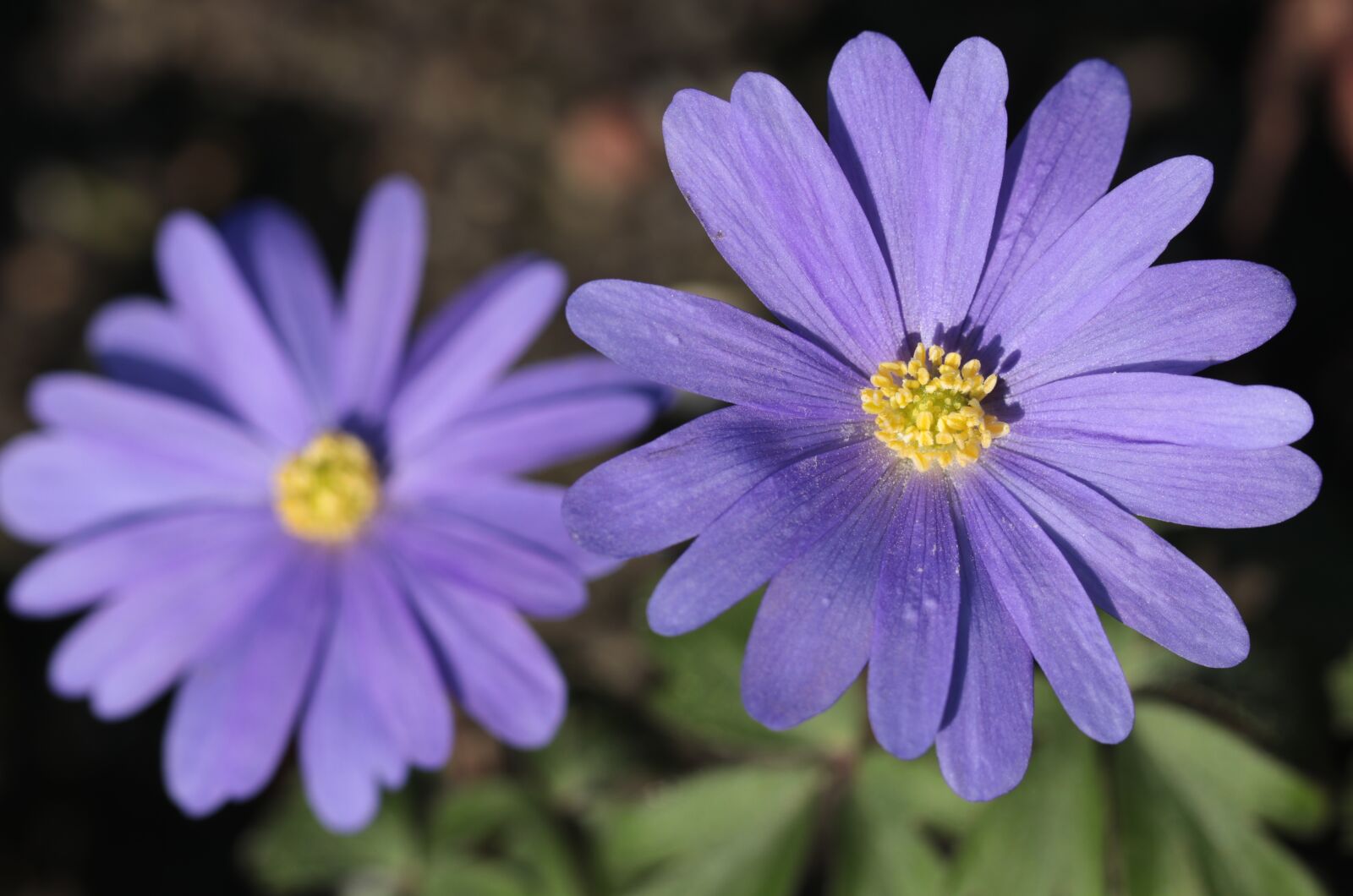 Canon EOS 80D sample photo. Anemone, flowers, flora photography
