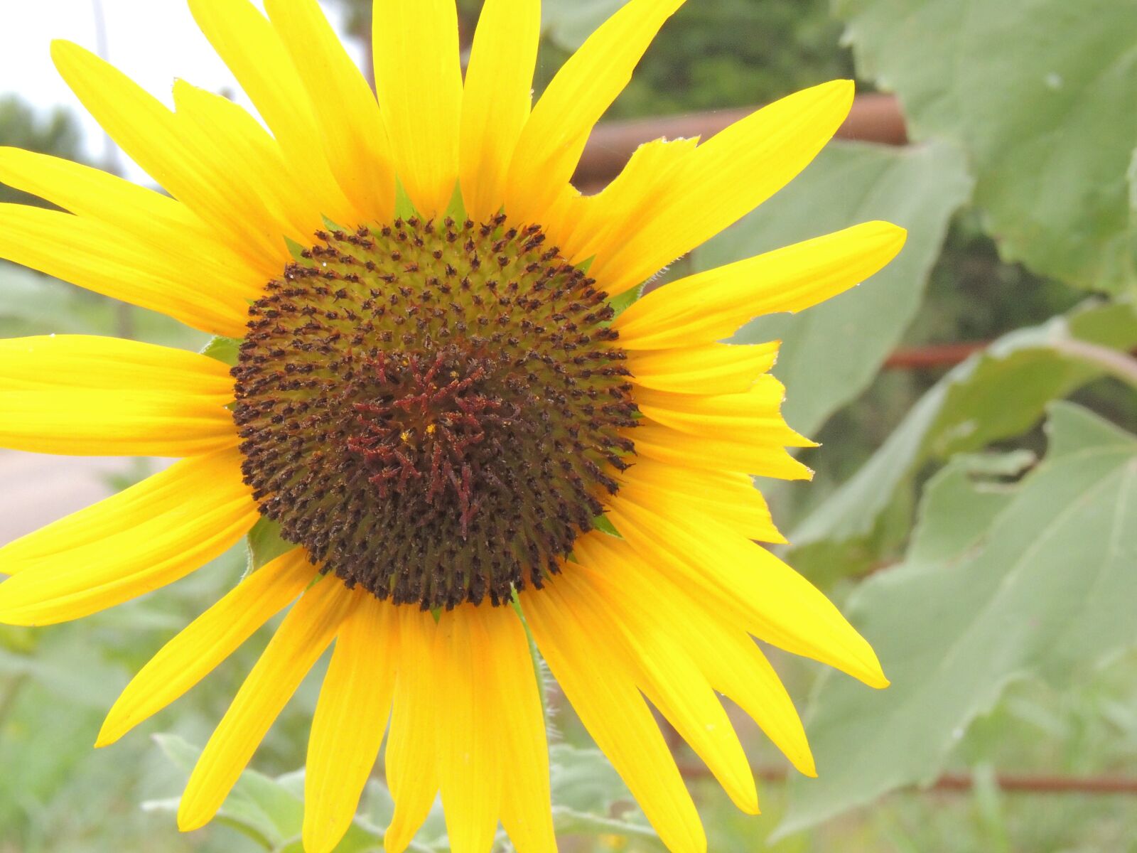 Nikon Coolpix P510 sample photo. Sunflower, oklahoma, yellow photography