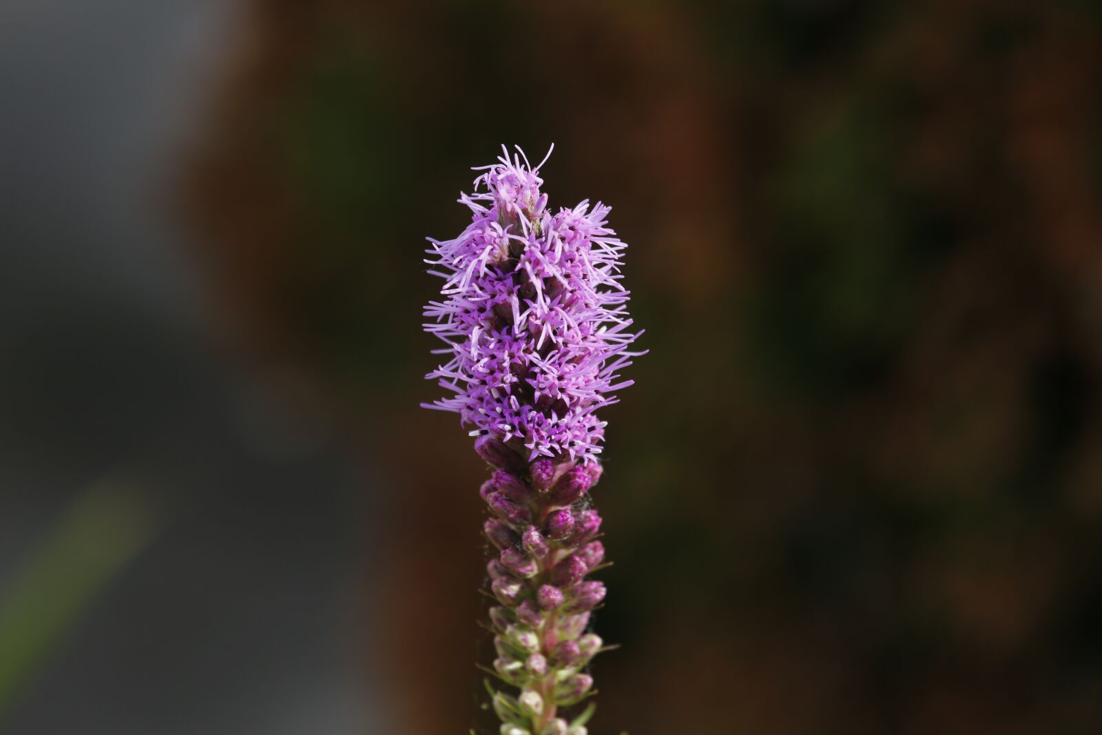 Canon EOS 5D Mark III sample photo. Plant, flower, nature photography