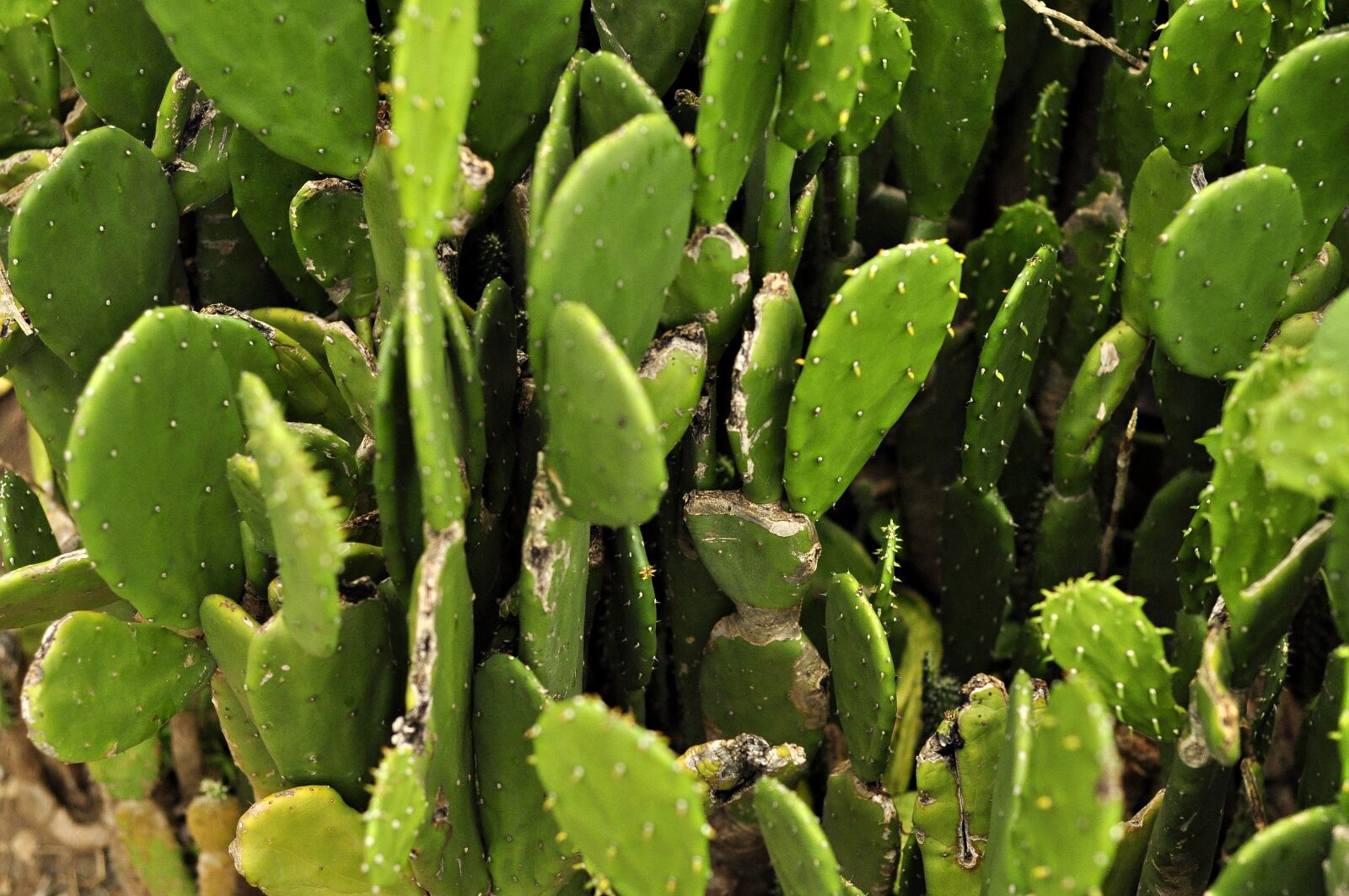 Nikon D90 sample photo. Cactus, flora, nature photography