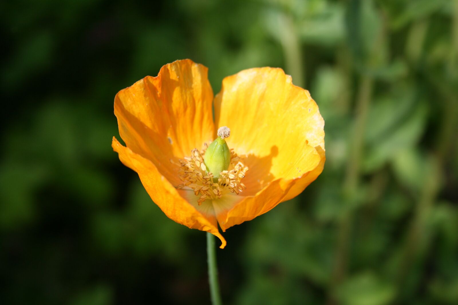 Canon EOS 400D (EOS Digital Rebel XTi / EOS Kiss Digital X) sample photo. Poppy flower, flower, petal photography