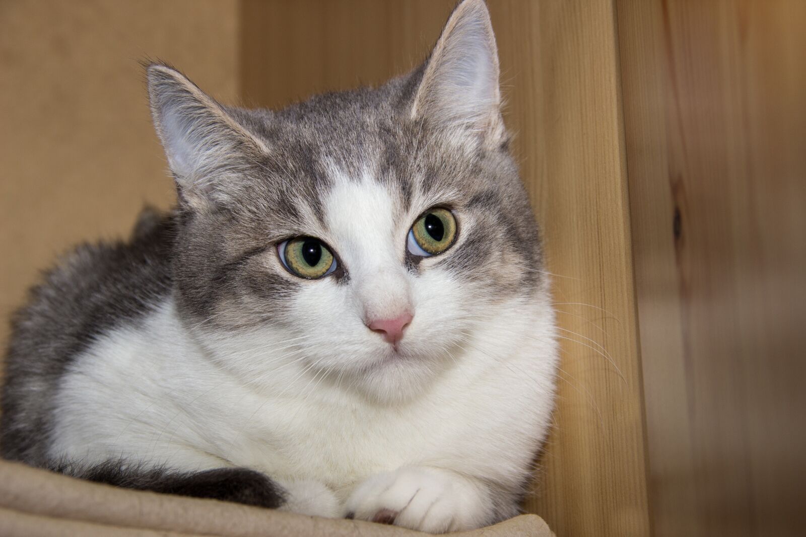 Canon EOS 600D (Rebel EOS T3i / EOS Kiss X5) sample photo. Cat, domestic cat, pet photography