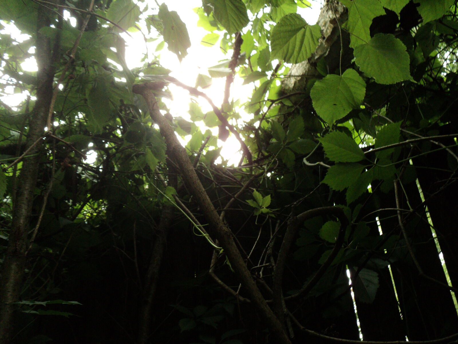 Sony DSC-S2100 sample photo