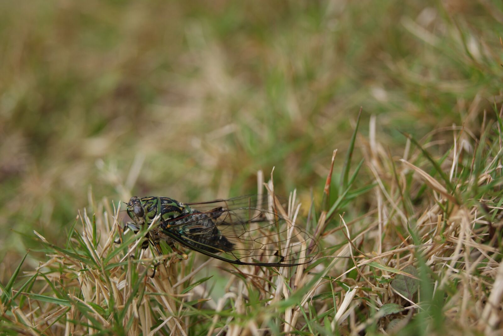 Sony Alpha DSLR-A230 sample photo. Cicada, insect, bug photography