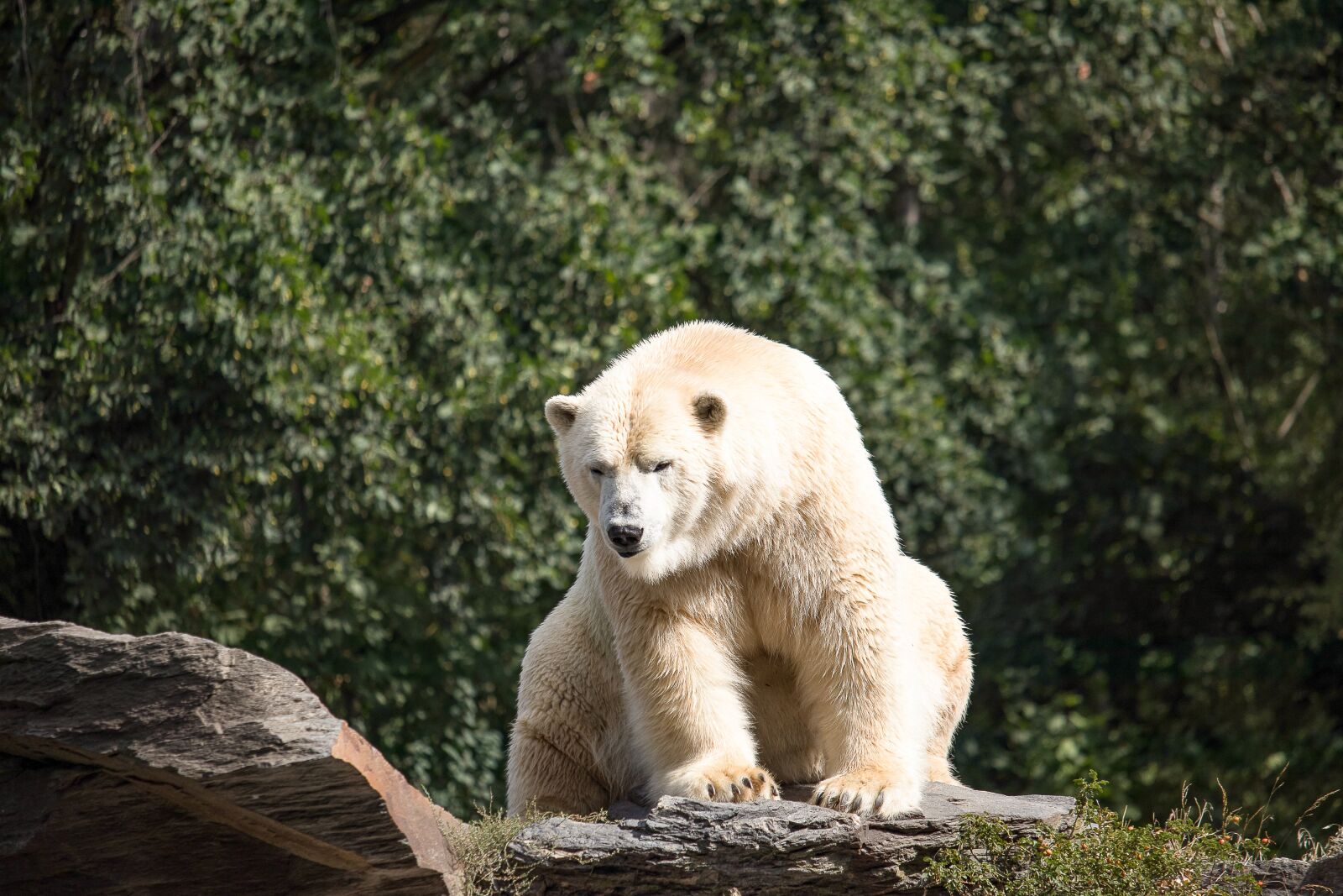 Canon EF-S 55-250mm F4-5.6 IS STM sample photo. Polar bear, predator, animal photography