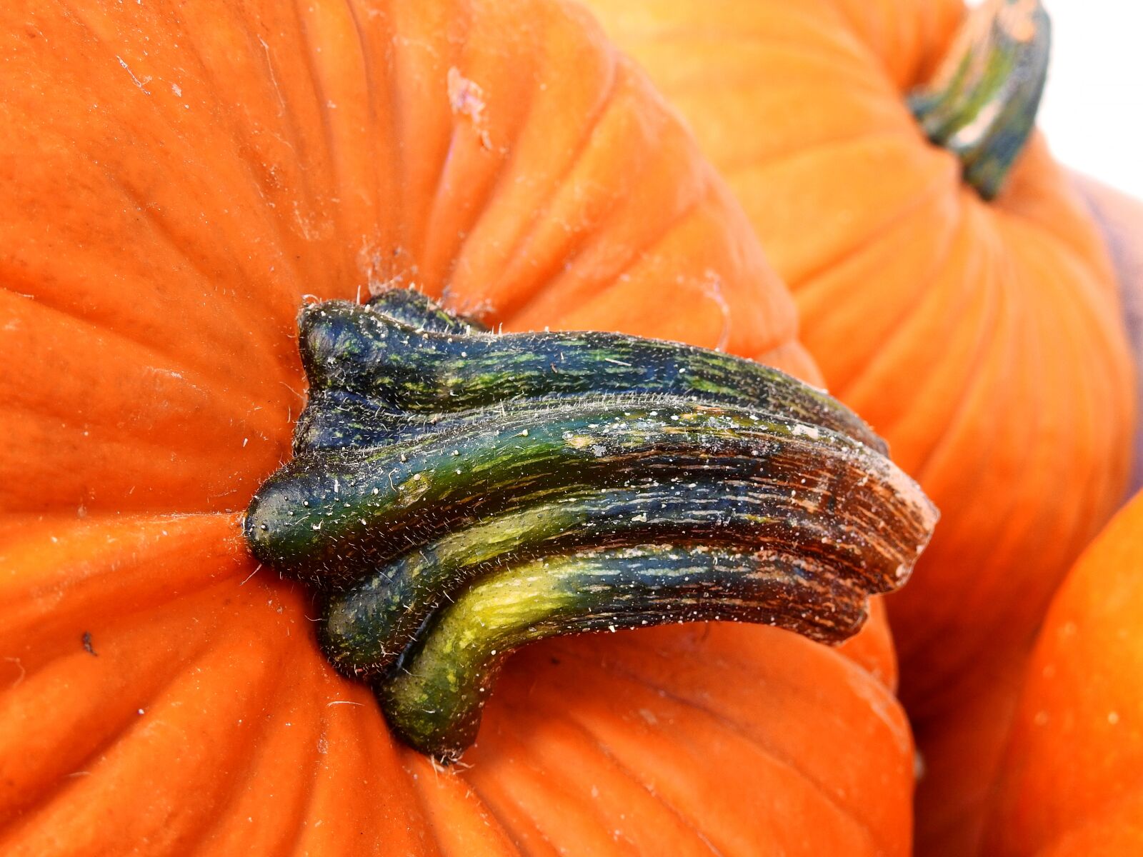 Nikon Coolpix P900 sample photo. Pumpkin, gourd, autumn photography