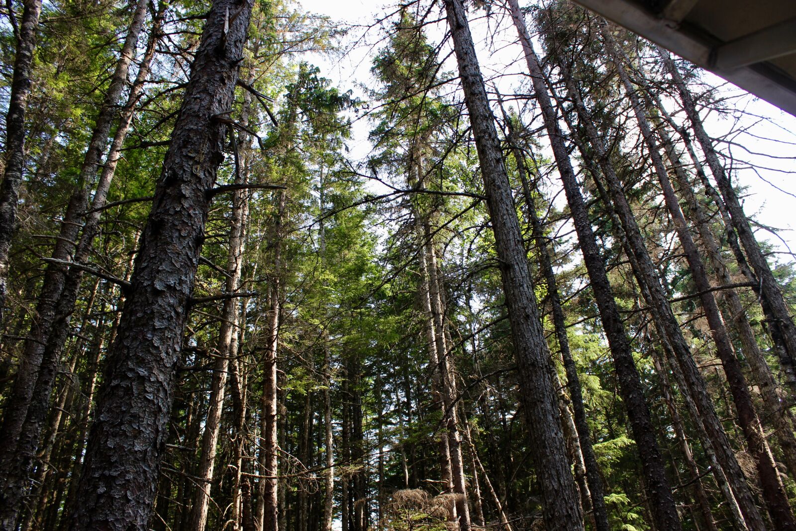 Canon EOS 600D (Rebel EOS T3i / EOS Kiss X5) sample photo. Alaska, forest, nature photography