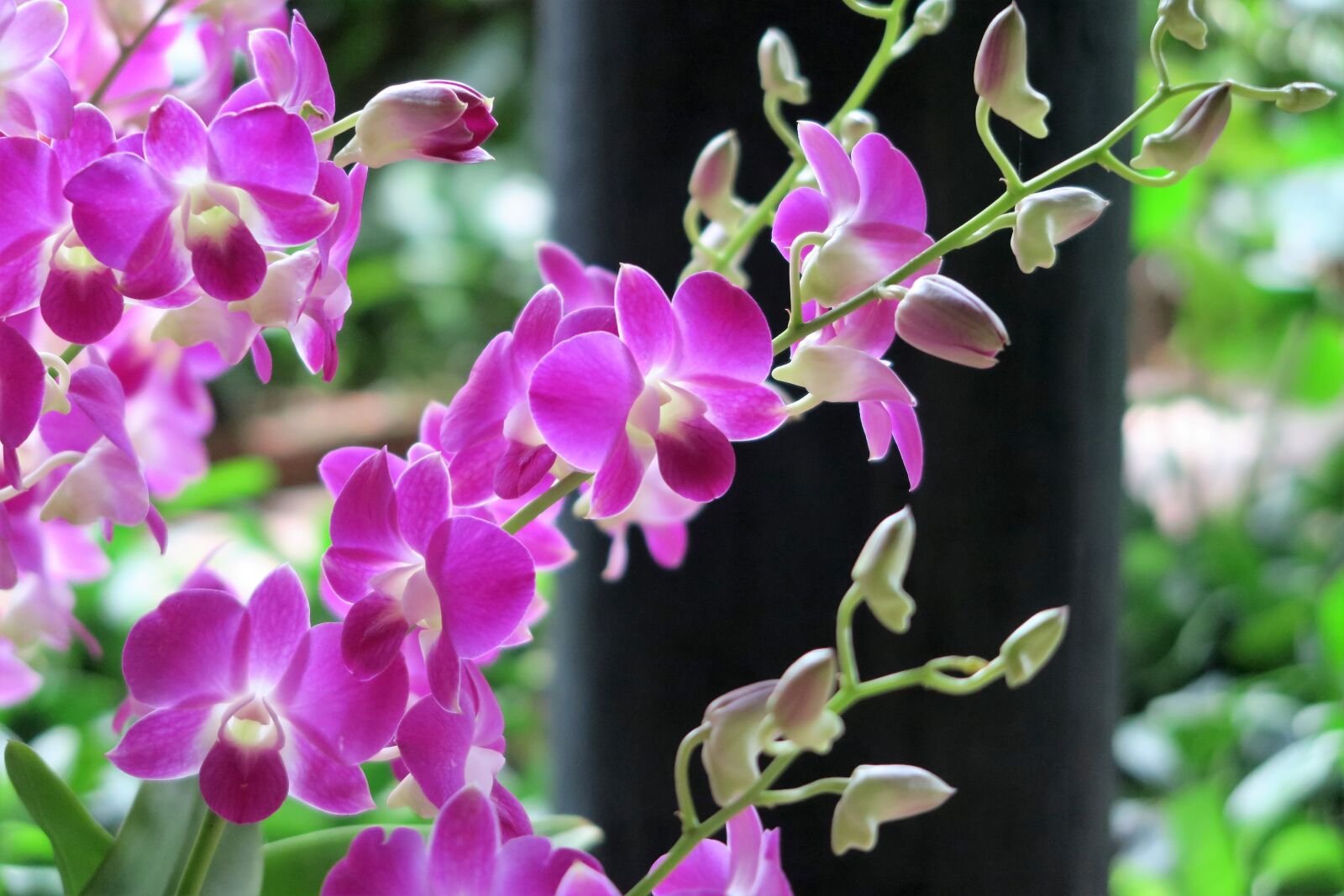 Canon PowerShot G7 X sample photo. Orchid, flowers, exotic photography