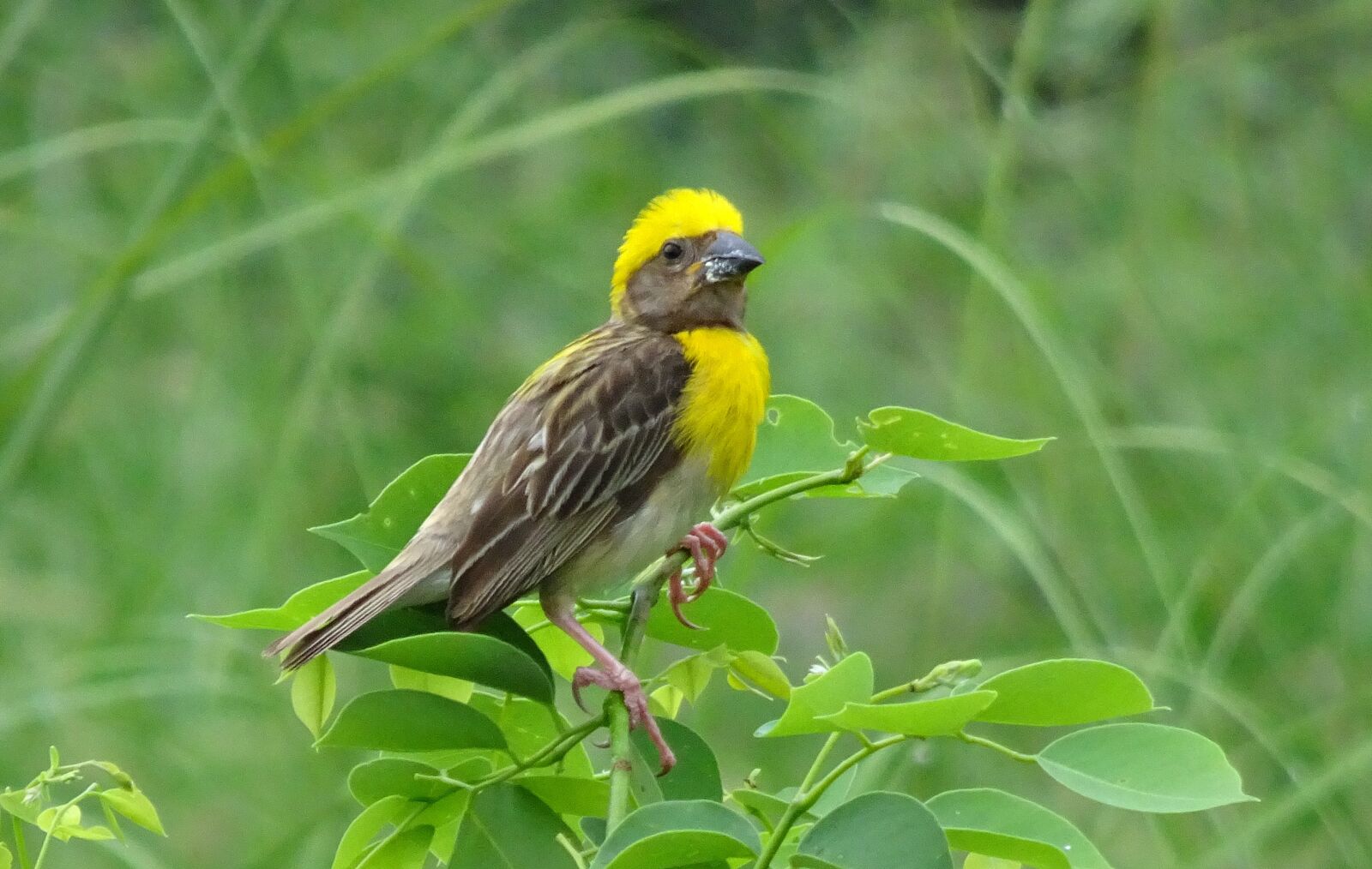 Sony Cyber-shot DSC-HX90V sample photo. Bird, baya weaver, ploceus photography