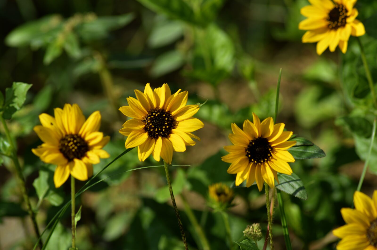 Nikon D3200 sample photo. Love, yellow, read photography