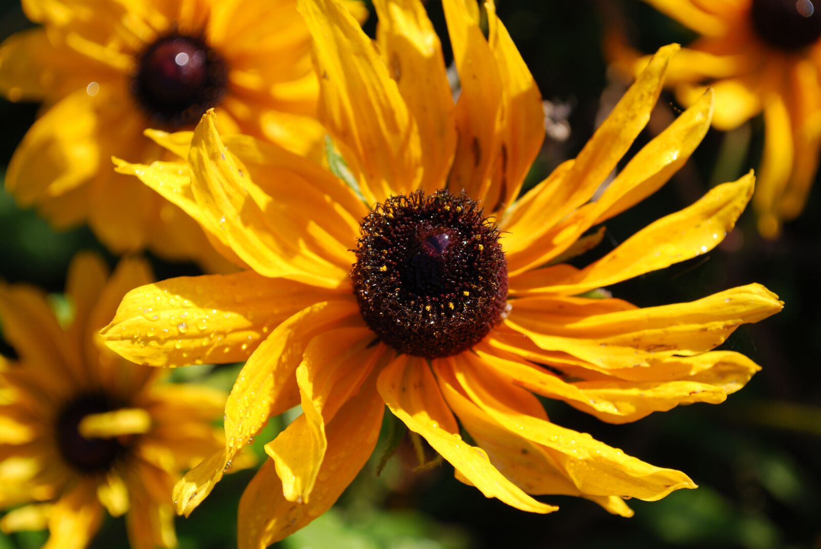 Nikon D60 sample photo. Flower, blossom, bloom photography