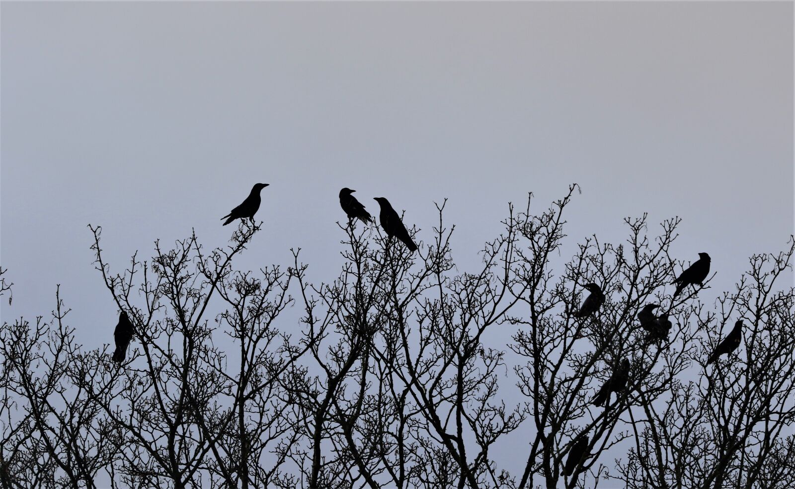 150-600mm F5-6.3 DG OS HSM | Contemporary 015 sample photo. Raven, crow, bird photography