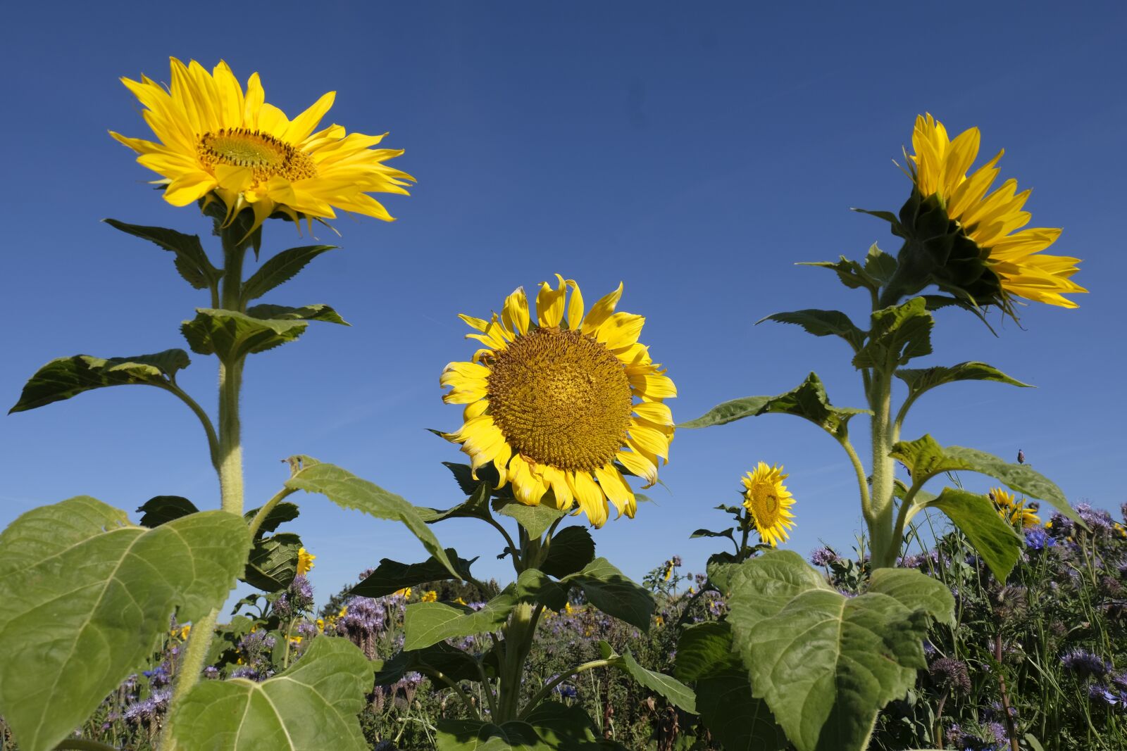 Fujifilm X-T2 + Fujifilm XF 16mm F1.4 R WR sample photo. Sunflower, flower, summer photography