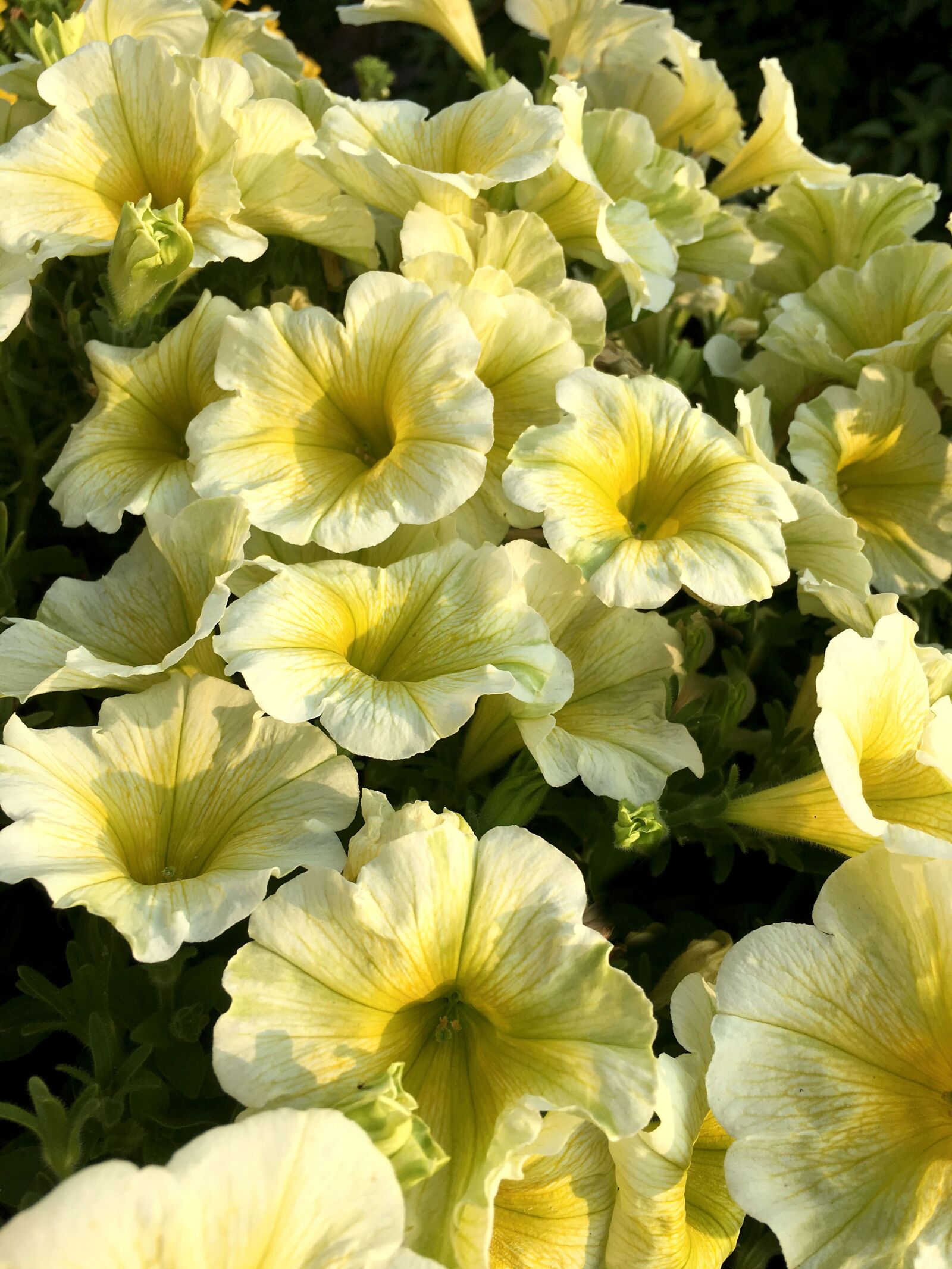 Apple iPhone 6s sample photo. Flowers, yellow, mini petunias photography
