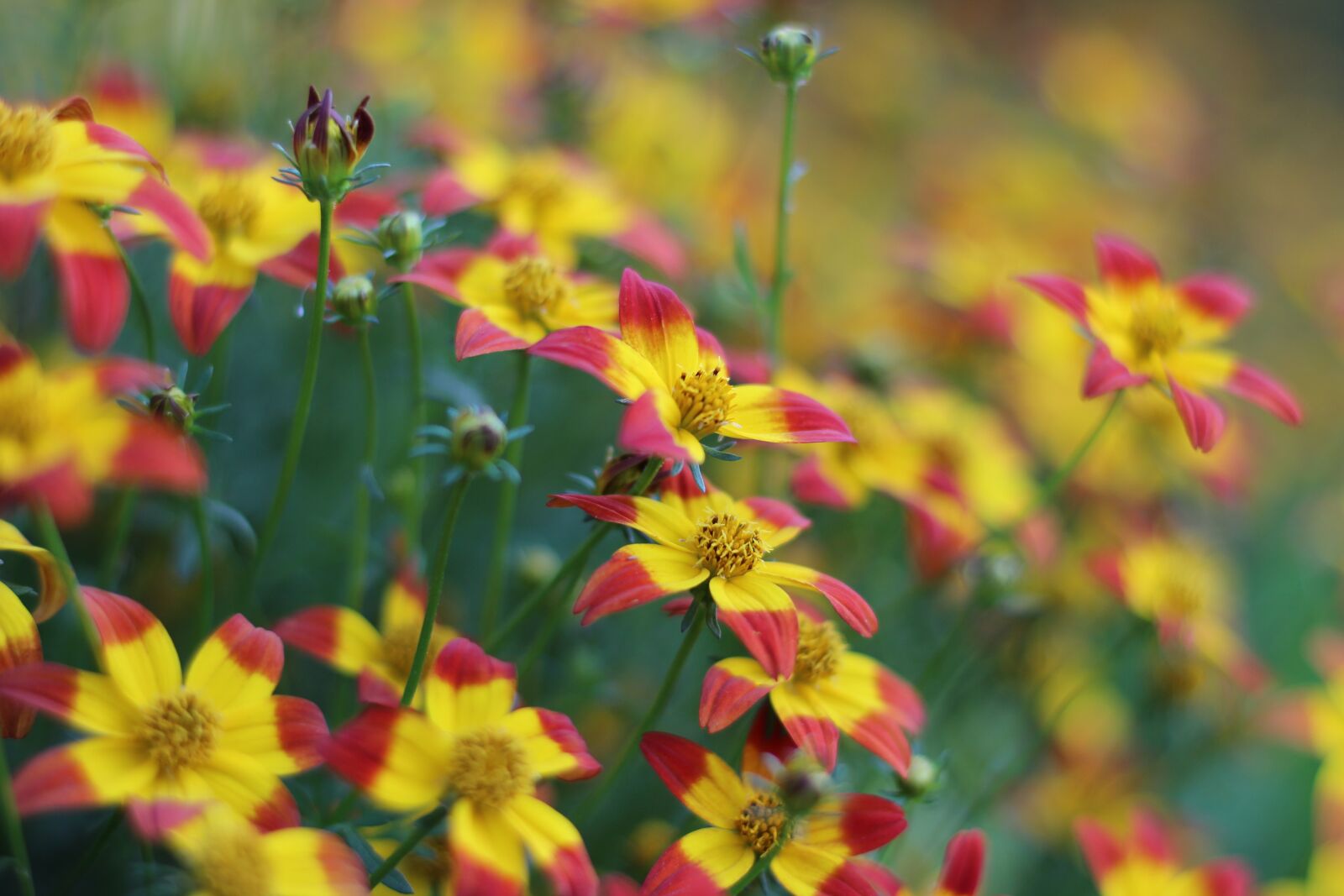 Canon EOS 600D (Rebel EOS T3i / EOS Kiss X5) + Canon EF 50mm F1.8 STM sample photo. Grass flower, natural, forest photography