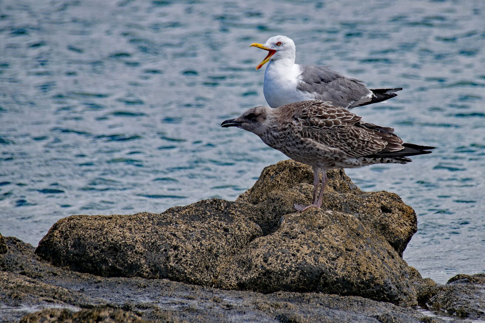 Nikon D5300 sample photo. Seagull, larus michahellis, yellow-legged photography