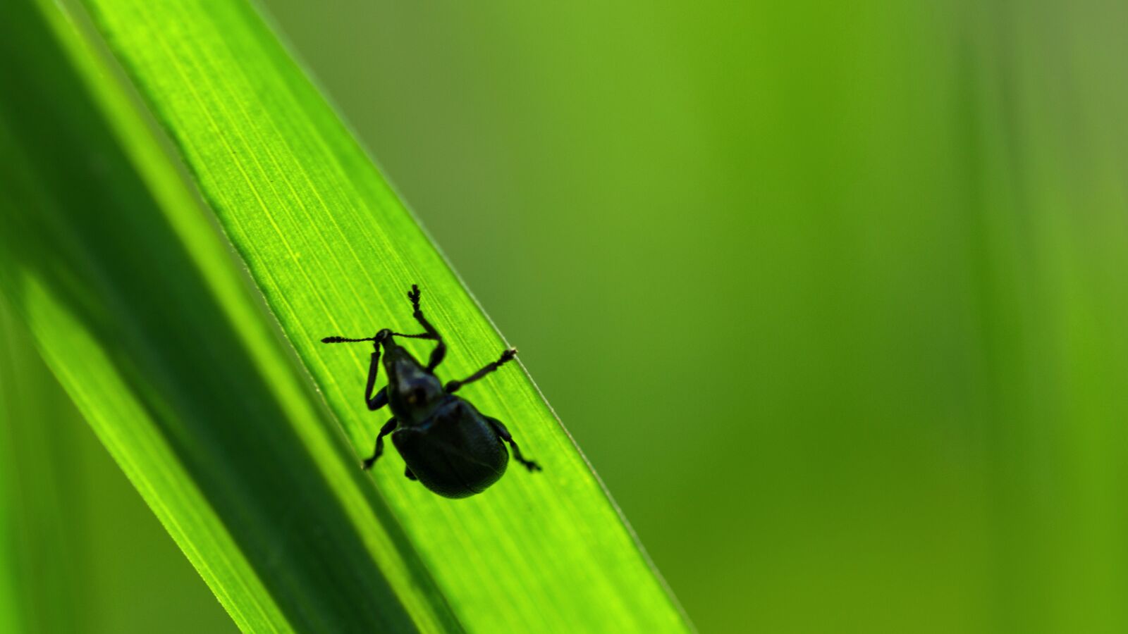 Nikon D7200 sample photo. Insect, light, seeds photography
