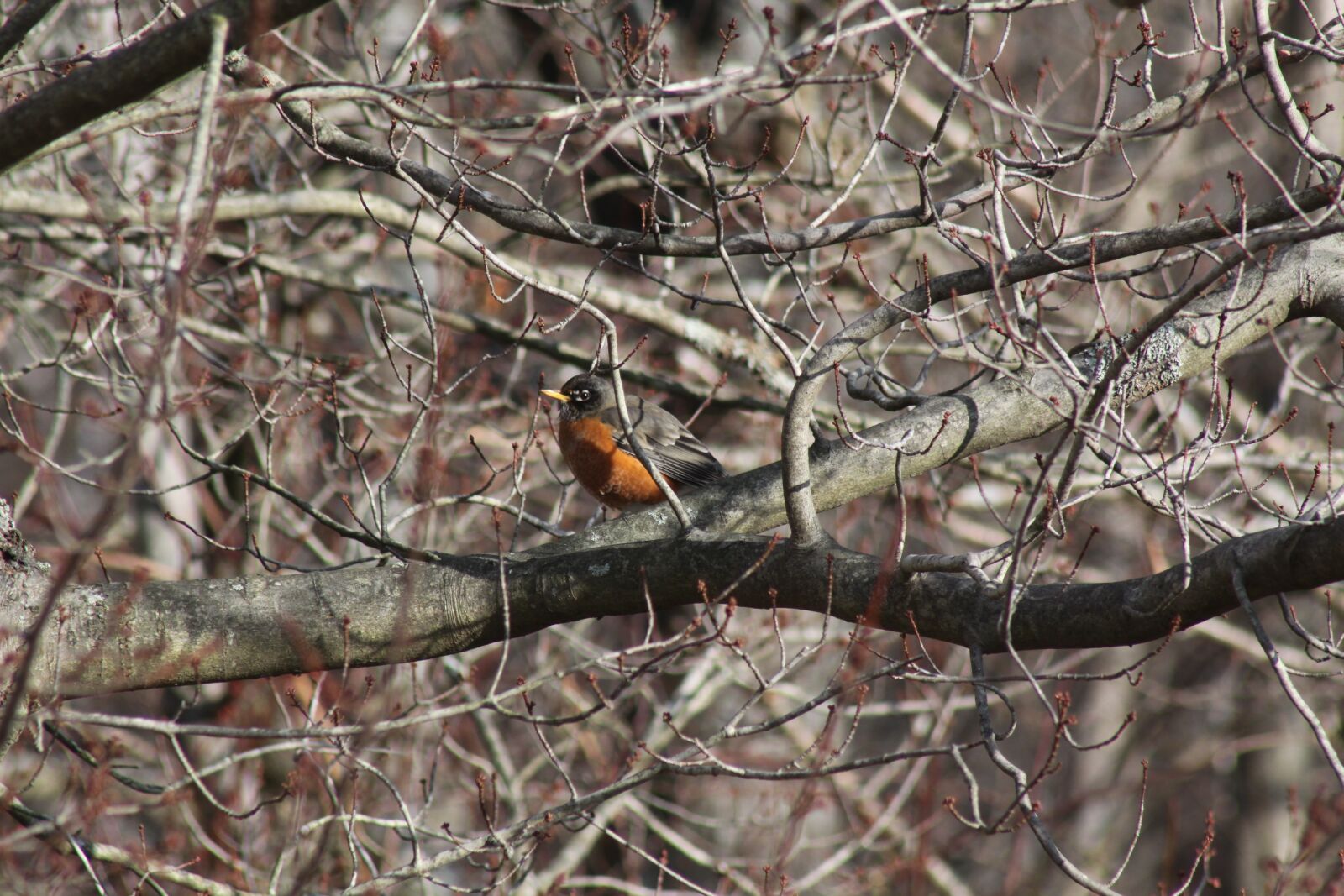 Canon EOS 50D sample photo. Robin, tree, branches photography