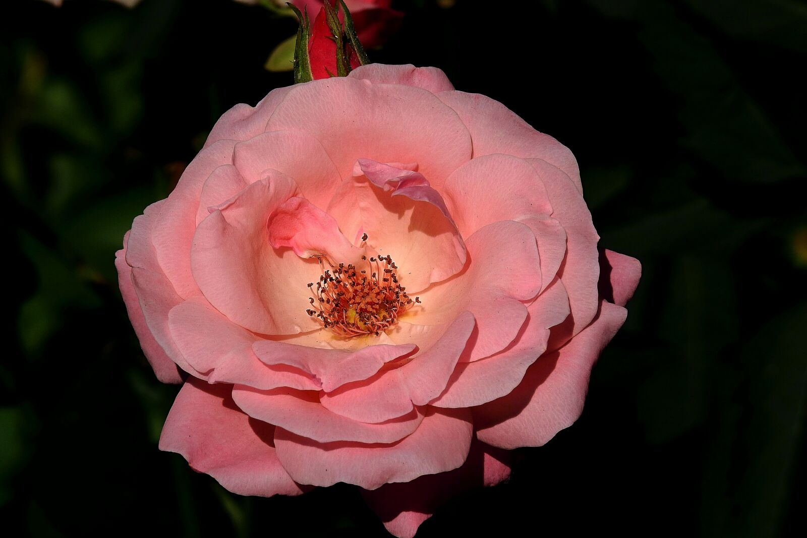 Nikon Coolpix P900 sample photo. Rose, pink, figure photography