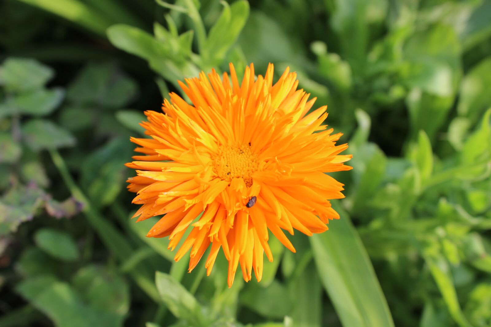 Canon EOS 600D (Rebel EOS T3i / EOS Kiss X5) sample photo. Flowers, marigold photography
