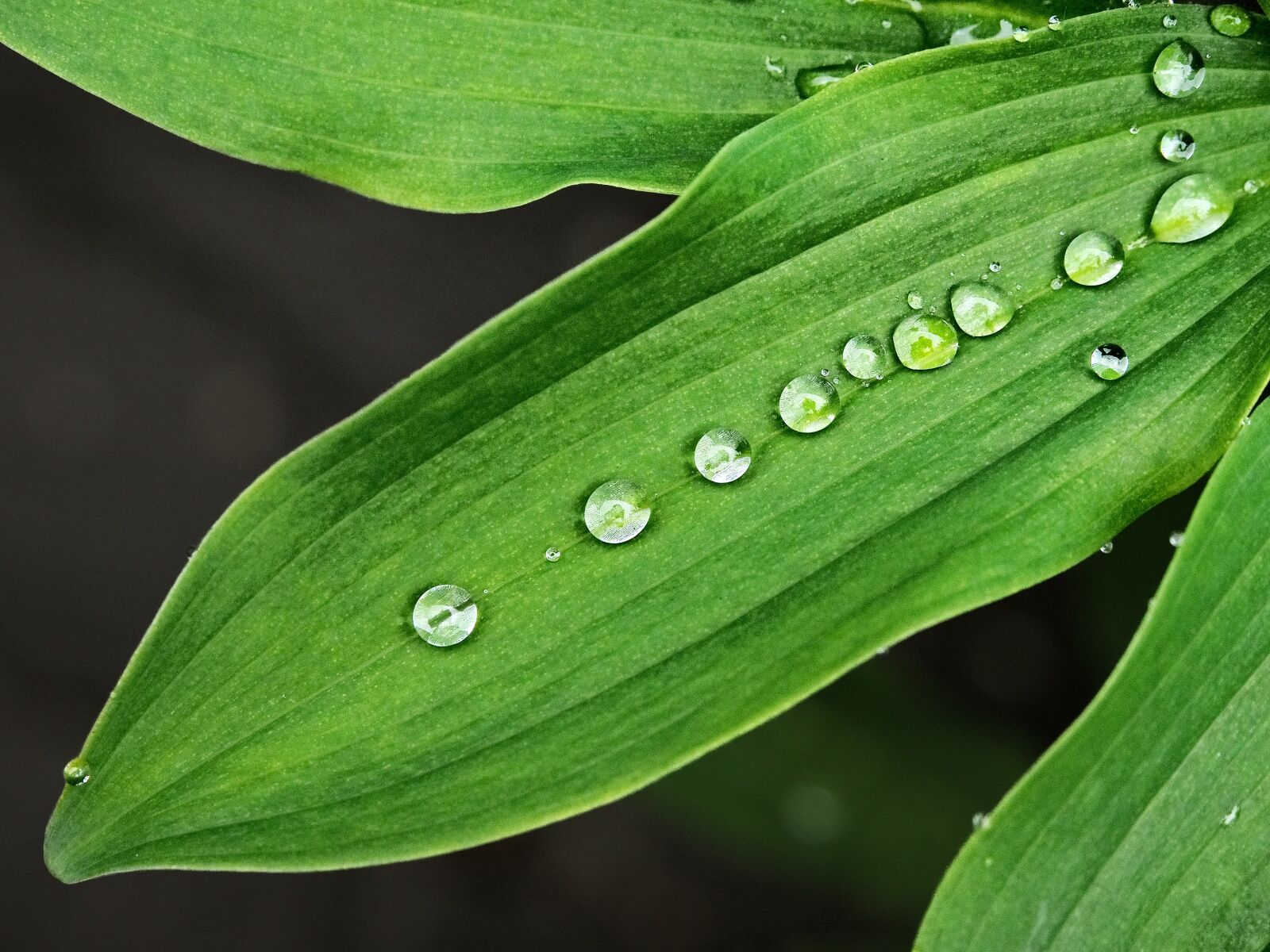 Olympus OM-D E-M5 + Olympus M.Zuiko Digital ED 12-40mm F2.8 Pro sample photo. Wet, leaf, droplets photography