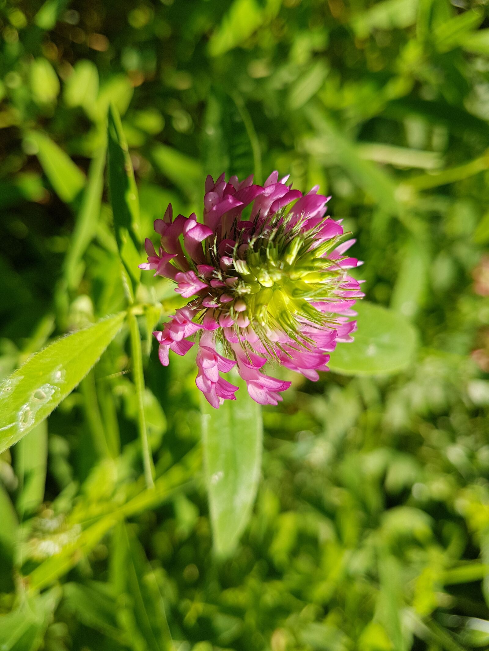 Samsung Galaxy S7 Edge sample photo. Flower, nature, macro photography
