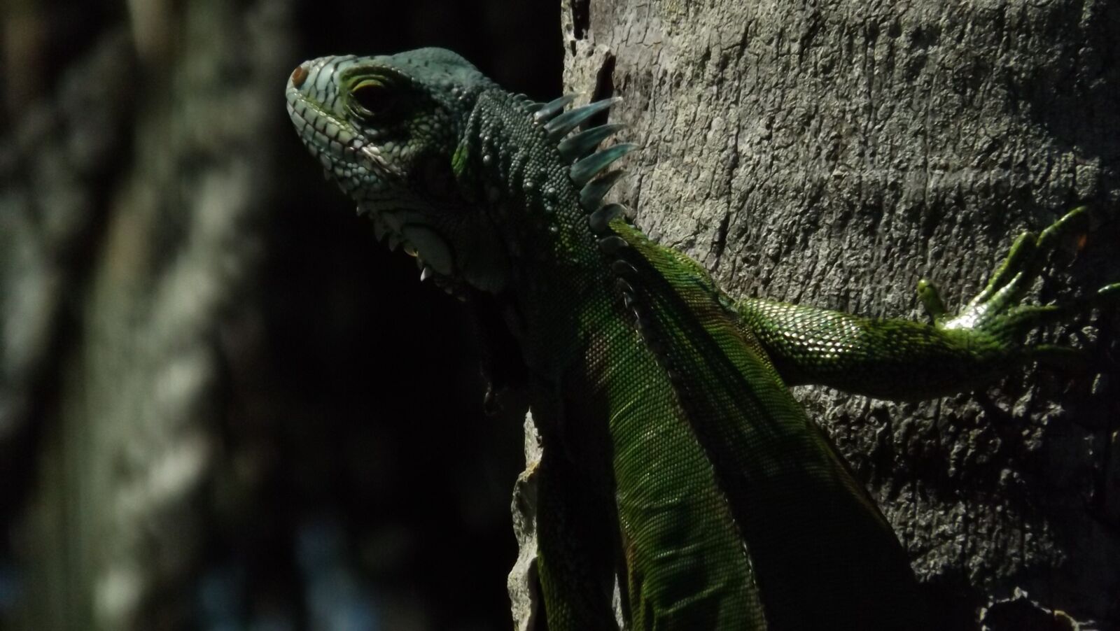 Fujifilm FinePix S4800 sample photo. Lizard, iguana, re photography