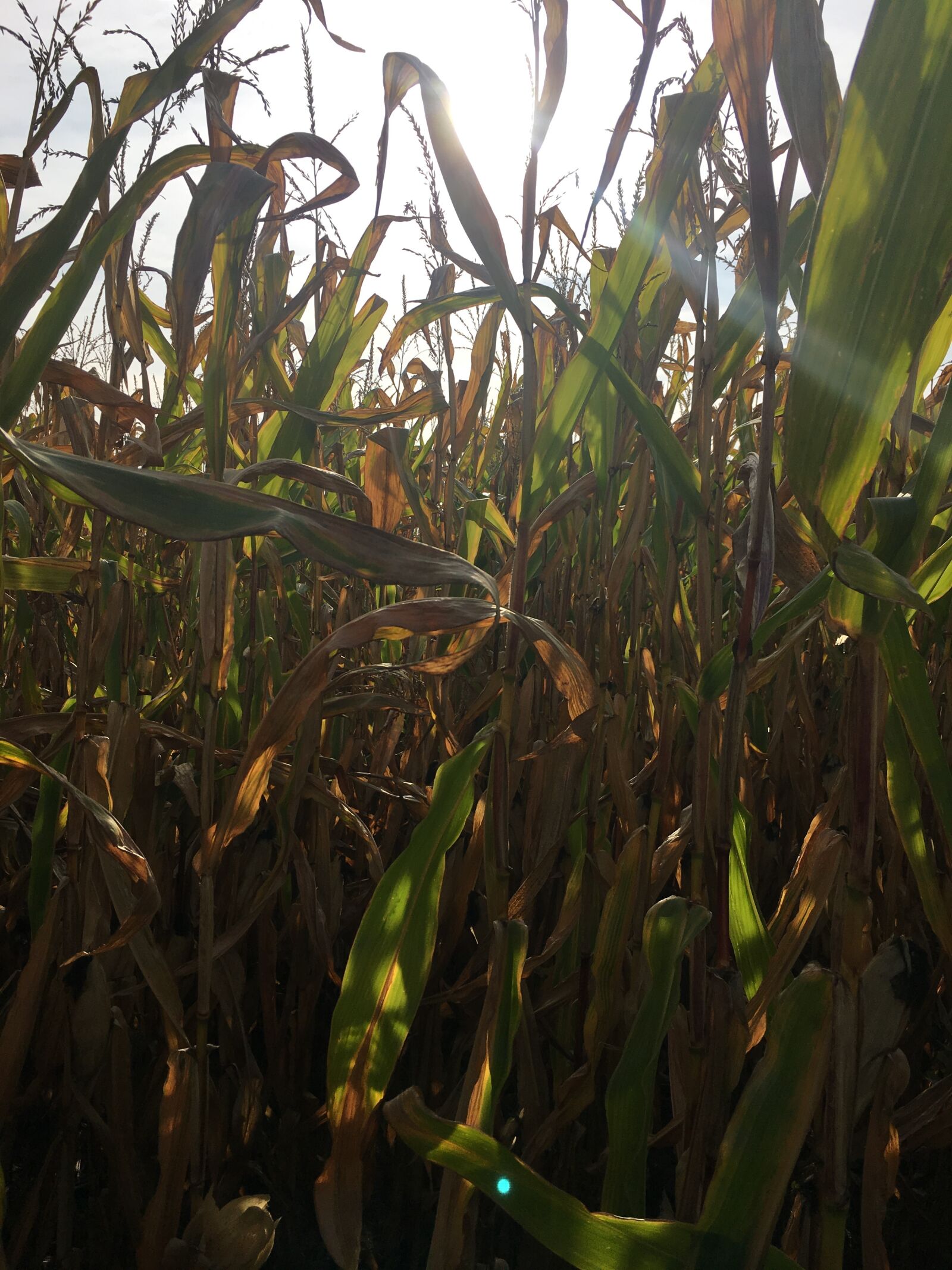 Apple iPhone 6s sample photo. Autumn, corn, corn on photography
