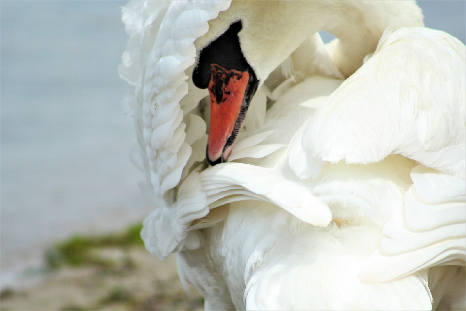 Canon EF75-300mm f/4-5.6 sample photo. Swan, clean, lake photography